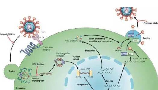 超长寿者血液携带特殊T细胞 特殊T细胞是什么