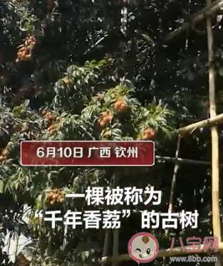 广西古树荔枝888元一斤 哪些品种的荔枝比较贵