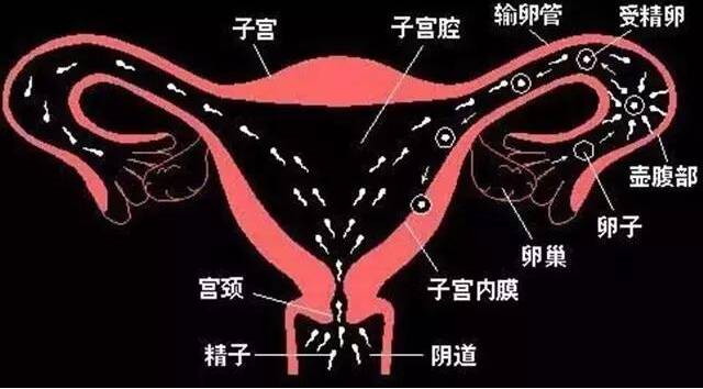 输卵管造影和输卵管通水有什么区别 输卵管你造影和通水哪个好