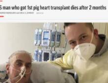 全球首个接受猪心脏移植病患死亡,从动物身上移植器官引多少争议?