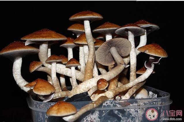 神奇蘑菇可缓解抑郁症是真的吗 神奇蘑菇是什么蘑菇