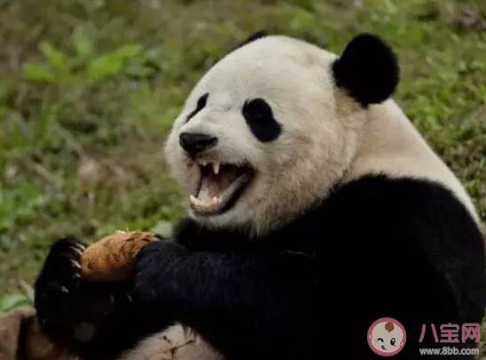全球圈养大熊猫达600只是怎么回事 圈养大熊猫会带来什么问题