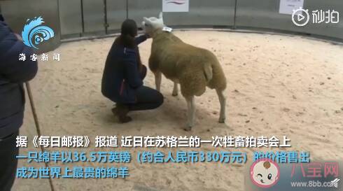 世界上最贵的羊多少钱 最贵的羊为什么这么贵