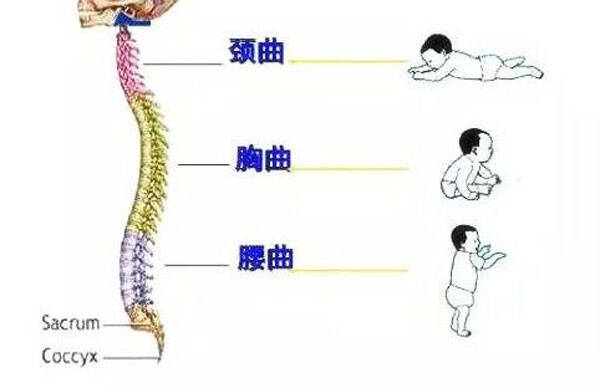 宝宝脊柱发育的这几个黄金期要注意，不然直接影响身高和驼背