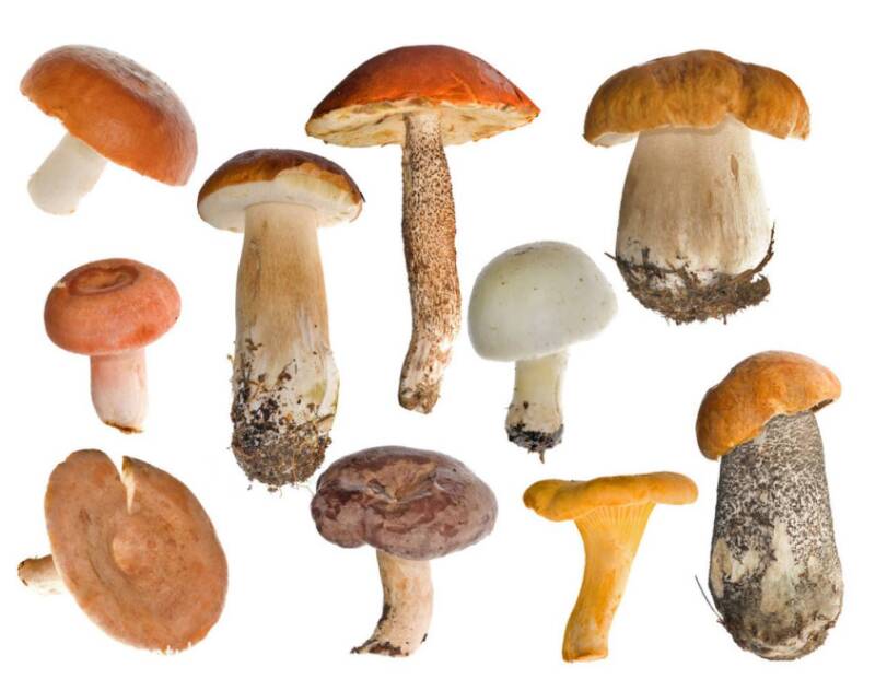 多大孩子可以吃蘑菇 孩子吃什么蘑菇比较好