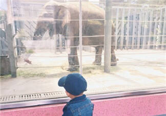 带孩子逛动物园的说说朋友圈 带孩子游玩动物园心情感慨