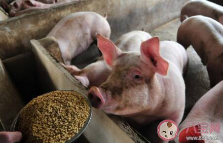 猪肉价格什么时候能恢复 2022年猪肉价格将恢复正常